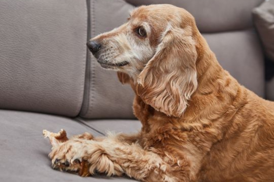 caring-for-your-senior-dog