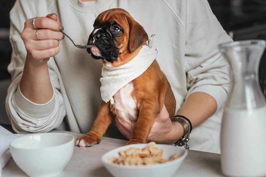 Choose-the-Right-Food-for-Your-New-Puppy