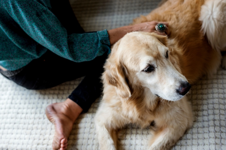 caring-for-your-senior-dog
