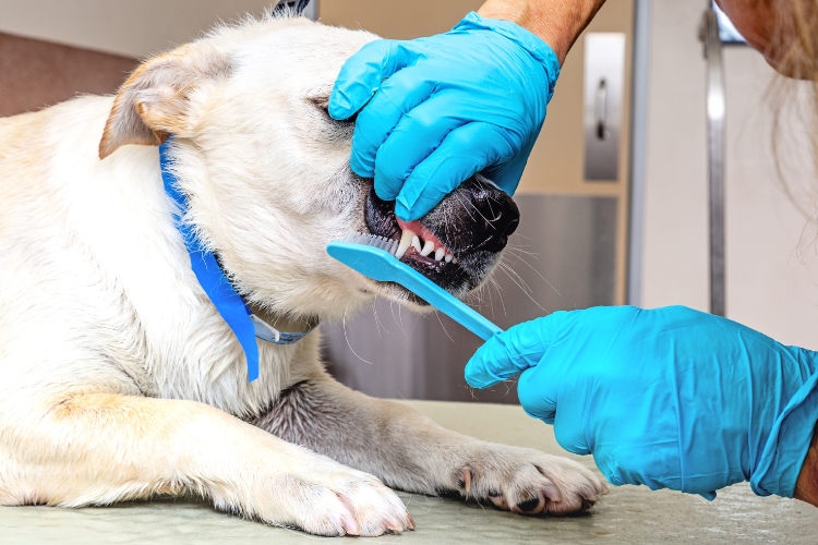 impact-of-skipping-dog-dental-cleanings-on-long-term-health