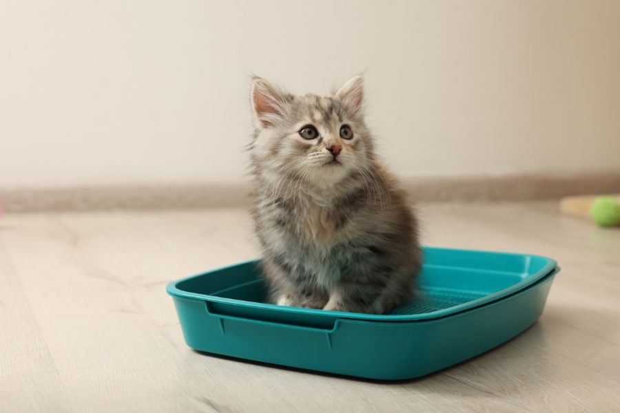 How Early Socialization Shapes a Kittens LongTerm Behavior and Confidence