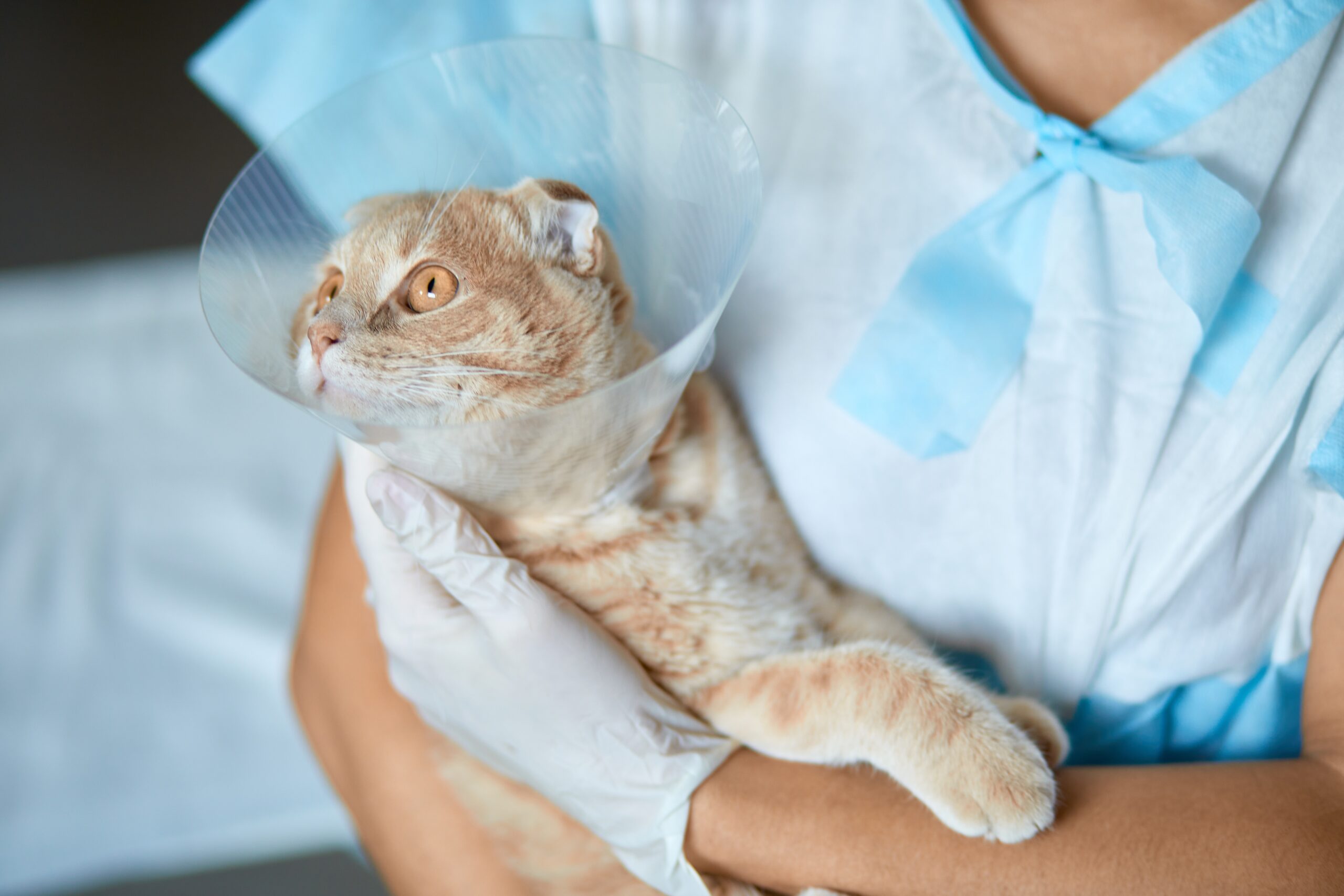 Why Your Pet Needs Laser Therapy — And How It Works