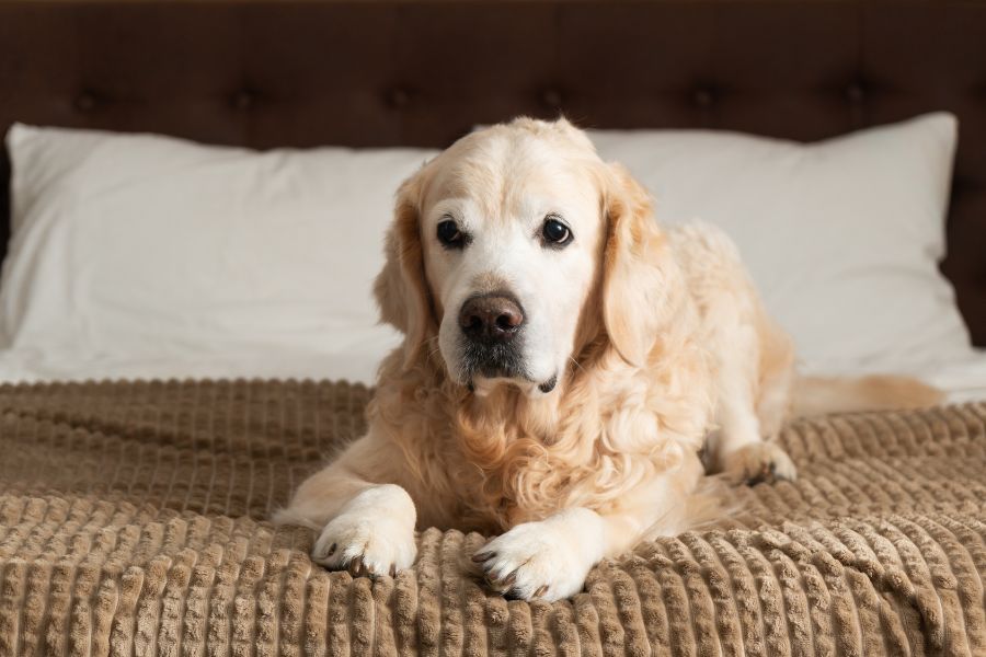 How Seasonal Weather Changes Affect Dog Arthritis Management