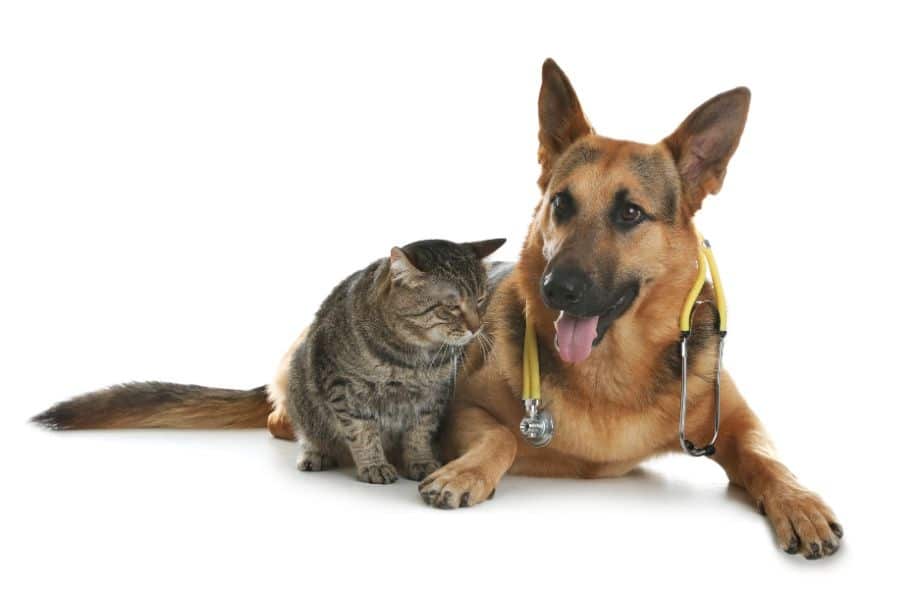 When to Seek Prompt Veterinary Care