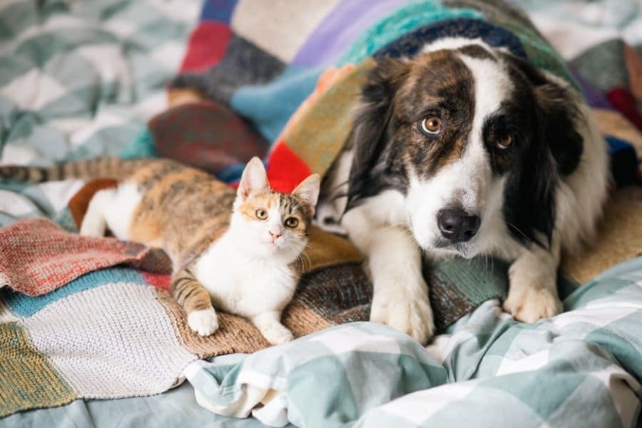 Why Prompt Urgent Care Matters After Your Pet Swallows Something Harmful